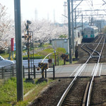 合資会社　壺屋弁当部 - 豊橋鉄道の沿線は、桜並木が美しく咲き揃う。菜の花も点在する。