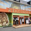 産まれたてのライオン