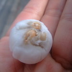 야마노우치 세이카 혼포 - ちゃんちゃん坊