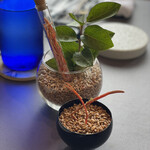 プレゼンテ スギ - 