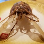 回転寿し トリトン - 石狩産シャコくん。