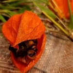 馬車道 大かわ - 蛸