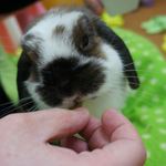 うさぎとcafe - (2013.03)いや～。たまらんですなぁ＊＾＾＊