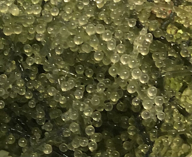 呑蔵（のむぞう） - 東仙台（居酒屋）の写真