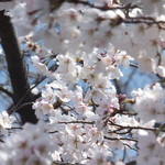 京都巽庵 - 周辺のご紹介！桜満開！