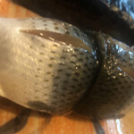 松野寿司 - コハダ