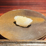 きう - アオリイカ