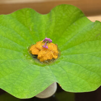 日本料理 珀也 - 