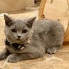 キャットカフェ てまりのおしろ