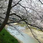 舞花 - その後はお花見