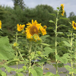 らー麺　Do・Ni・Bo - 向日葵は映えるねぇ〜