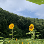 らー麺　Do・Ni・Bo - 夏は向日葵