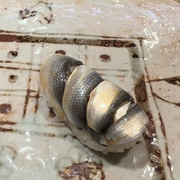 寿司 はせ川 心斎橋本店 - 