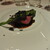 リストランテ カノフィーロ - その他写真:旭川産高砂牛カイノミ肉のグリーリア