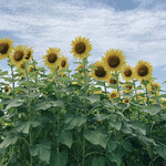 山本さかなや - 帰路の途中でひまわり畑