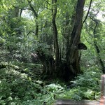 ヒュッテブルンネン - 湧水の水源の大桂の木