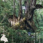 Tte Burun Nen - 大桂の木のポスター