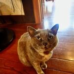 山の喫茶店 Decoy - グレミ「なにかくれニャいのニャン？」