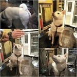 TAPAS桜台 - お客さんが連れていたわんちゃん♡