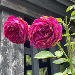 Brasserie Nakagawa - There is also a rose garden next door♪