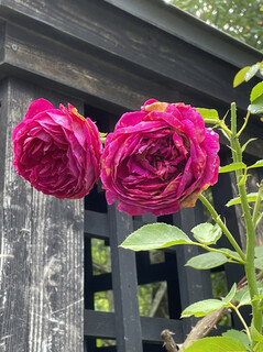 Brasserie Nakagawa - There is also a rose garden next door♪