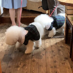 ラ・テイエ - ワンちゃん店内に入場