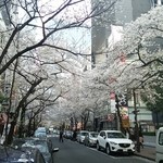 Peshawaru - 外は桜が満開でした