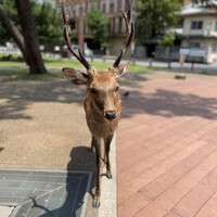 江戸川 ならまち店 - 
