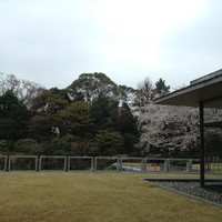 レストラン サクラ - 国際文化会館入り口からの景色