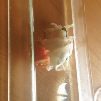 イトウ ダイニング バイ ノブ - 
