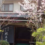 桜茶屋 - 玄関の前の陽光桜♪いつもいつも一番に輝いてくれます