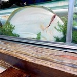 一鮨 - ケースの平目４月　ヒラメとして一番美味しい大きさです。  キッチリと手当してあります。