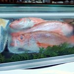 一鮨 - ケースのノドグロ　４月　目が澄んでるし、艶もあります。焼物だと思います。