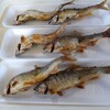 滋賀県南郷水産センター - アユの炭火焼き