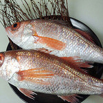 Shurakuya Utsumi - 日本海と若狭湾でとれる新鮮な鮮魚を使用しております。（※写真はのどぐろ）
