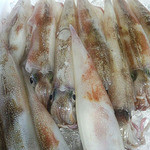 Shurakuya Utsumi - 日本海と若狭湾でとれる新鮮な鮮魚を使用しております。（※写真はヤリイカ）