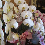 麺屋 はなぶさ - 