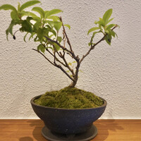 ひがしやま 司 - 