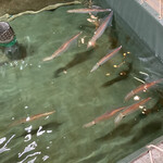 食事処マルタ活魚 - 