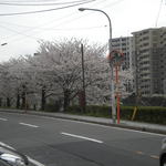 春月庵 - お店から左を見た景色