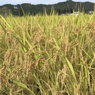 Contracted Farmer Commitment to Minamiuonuma Koshihikari