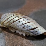 鮨匠 のむら - ⑲小鰭(鹿児島県産)
      産卵期は春。出世魚で旬は各々、寿命3年
      小鰭は青年期で旬は夏
      塩振りと〆具合は旨みと香りのバランスが取れています
      魚の成長度合いによって塩振り量が変わる熟練の技が必要なネタですね