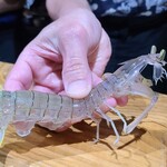 鮨匠 のむら - ㉒蝦蛄(鹿児島県産)【クリスタル蝦蛄】
      産卵期は初夏～夏、旬は包卵する初夏～夏
      鹿児島には日本三大砂丘の1つである吹上砂丘があり、枕崎から出水にかけて、白浜の砂浜が点在、良質な海底環境で育っています。