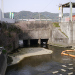 和 dining 清乃 - 店の前の川には魚がうようよ。