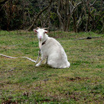 オーベルジュあかだま - 