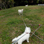 オーベルジュあかだま - 