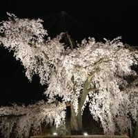 祇園 みずおか - 八坂神社境内でお花見。
                気の合う仲間と有名な枝垂れ桜の下で。