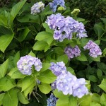 丸新 - （2022/7月）垣根の紫陽花