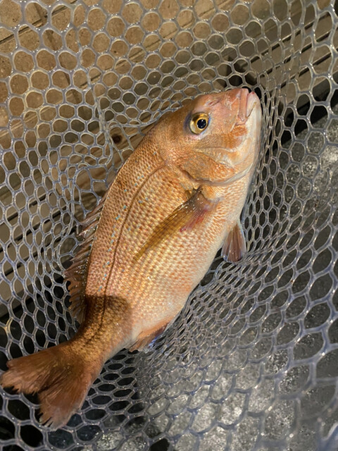 Zauo Komaki Ten photo 3