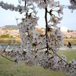 天ぷら割烹　嵯峨野 - 